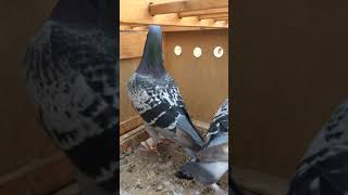 Racing Pigeon Pair