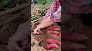 Watch me a satisfaying videos of agriculture growing fruit, vegetable, carrot, corn, onion etc 43