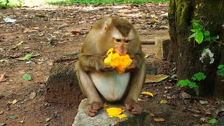 Pregnant grandma monkey Ashley got big mango & peanuts to eat