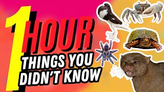 1 Hour Of Things You Don't Know🤯🕒 #5