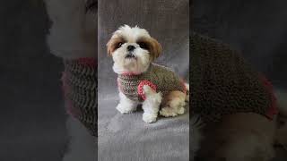 코바늘 강아지 뜨개옷 crochet a dog sweater #shorts