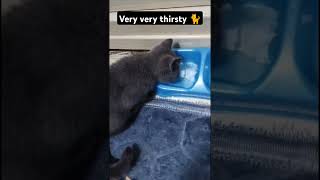 How do cat drink water 🐈 #cat #animals #viralshorts #shortsvideo #shorts