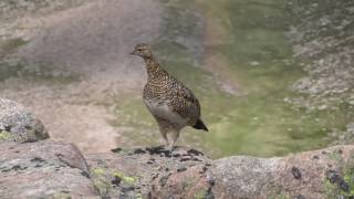 Ptarmigan and Snow Bunting Cairngorm Mountains