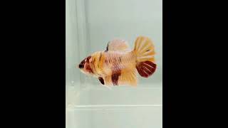 Top Life Fish Cute In Water Life