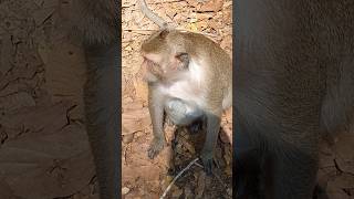 Wild monkeys in Amber troop ep073 #monkeyaction #monkey #wildanimal