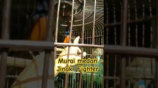 Murai batu Jinak Tangan fighter pol 🔥🔥#muraibatu #muraibatugacor #muraifighter #muraifullisian