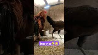 சுண்டல்😂🤣 subscribe please ❤️ #aayuthapooja #funny_chicken #husbandwifetamilcomedy #kozhi_koothugal