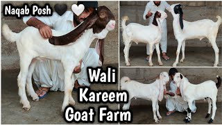 Naqab Posh 🔥🔥 Vvip Quality K Gulabi Or Ablak Bakray 2025 K Liye. Wali Kareem Goat Farm Karachi.