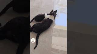 Hilarious Pet Moments Try Not To Laugh Funny Cats Videos 😺😂😂 -EPS1085 #funnycatsvideos