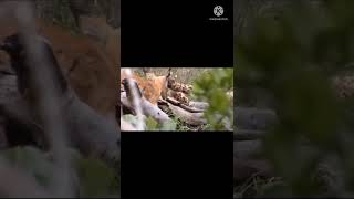 leopard 🐆 running to oryx cub so brave