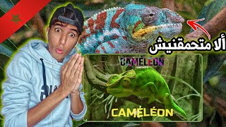 Didine Canon 16 - CAMELEON REACTION !