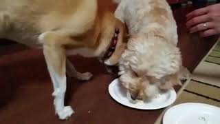 Amber & Ale Eating Cake