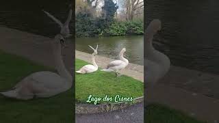 Descanso dos Cisnes!