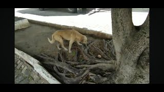 Além das pessoas em situação de rua , devemos cuidar também dos animais  !!!