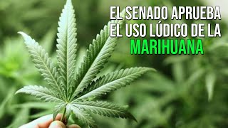 El Senado aprueba el uso lúdico de la marihuana (Consumo prohibido en lugares publicos) #Mexico