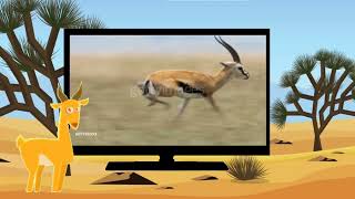 BabyTV BIM And Bam in The Animal World Gazelle