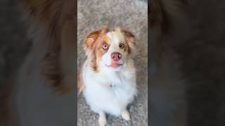 the mixed emotions I have with her old smelly carrot toy.. #australianshepherd #dog