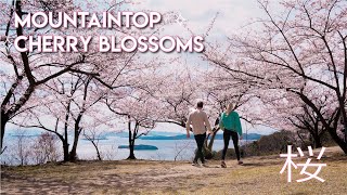 CHERRY BLOSSOM SEASON IN JAPAN 4K 🌸 Stunning Spring Sakura Hike! | Okayama Prefecture