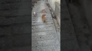 CAT 😺 GANG FUNNY CATS #short