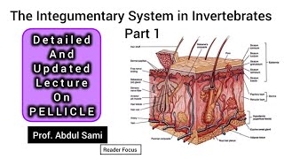 Integumentary System in Invertebrates| PELLICLE| #animals #zoology #biology #unicellular