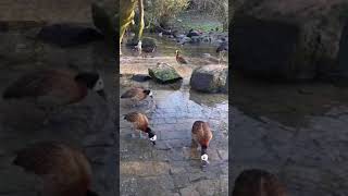 Cute White-Faced Whistling Duck #birds #subscribe #shorts #share