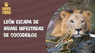 Impresionante: león escapa de aguas infestadas de cocodrilos