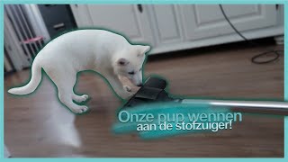 ONZE PUP WENNEN AAN DE STOFZUIGER!! DAGVLOG 104 2022