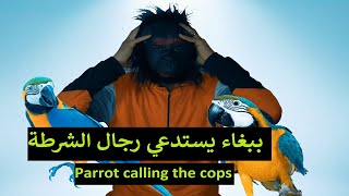 parrot calling the cops ( Reaction ) ببغاء يستدعي رجال الشرطة