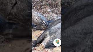 Komodo Dragon trying to eat the pig alive  #komodo #pig #komododragon