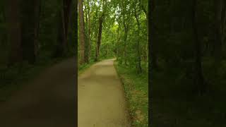 Walk in the park. The birds are singing. ASMR #shorts