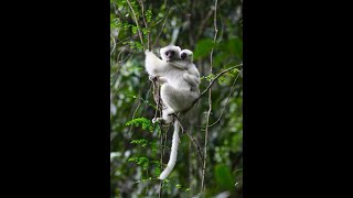 Madagaskar, Marojejy National Park, Seidensifakas