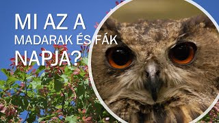 Mi az a MADARAK ÉS FÁK NAPJA? / Van1kis szabadidőd?