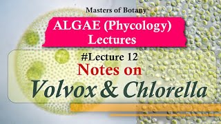 Lecture 12 | Volvox and Chlorella Life Cycle (Chlorophyceae) | Algae Lecture Notes