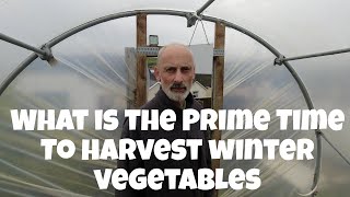 What is the prime time to harvest Winter Veg | Allotments For Fun and Food