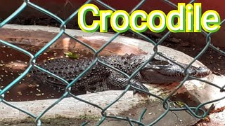 #Crocodile || #কুমির ||