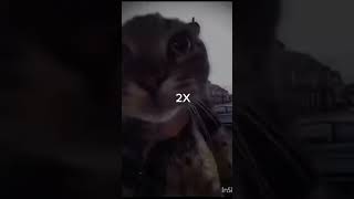 CAT RAP