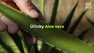 Účinky Aloe vera