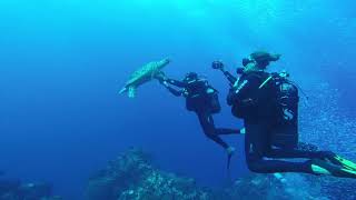 GUADELOUPE - Diving the "SEC PATE" with sea turtles