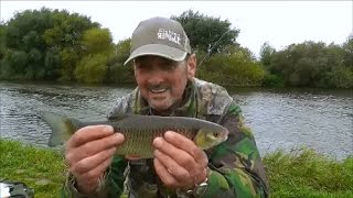 CHUB FISHING RIVER TRENT COLLINGHAM  -  VIDEO 46