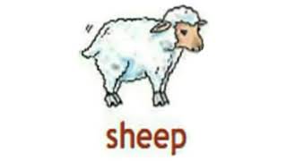 How to Pronounce Sheep in British English