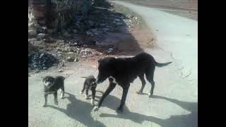 ماده سگ آواره و توله هاش  #female_dog #puppy #animal #stray_dogs