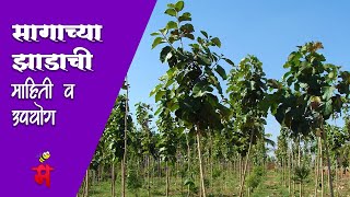 सागाच्या झाडाची माहिती व फायदे | TEAK TREE BENEFITS IN MARATHI