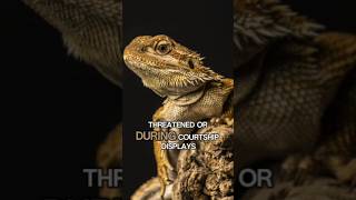 Bearded Dragon: The Fascinating Lizard with a Royal Attitude #facts #beardeddragon