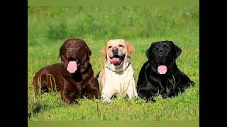 Labrador retriever dog breed