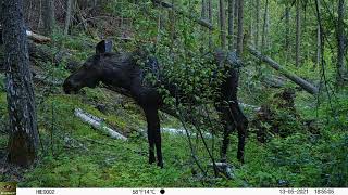 May Moose