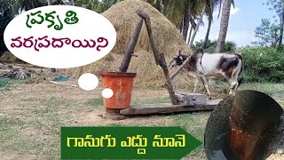 ప్రకృతి వరప్రదయని గానుగ ఎద్దు నూనె తయారీ | traditional oil making  | @newbusinessideastelugu