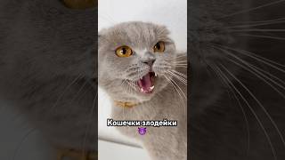 Они точно что то задумали 😱 #catshorts  #cat #cats