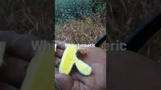 white turmeric