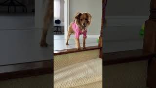 My dog spins when excited #dogs #cutedog #doglover