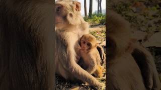 Dudhu piyenge hum to 🍼🐵#monkeyvideo #bandar #monkey 0710